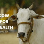 Discover the Amazing Benefits of Natural Desi Cow Milk for Your Health