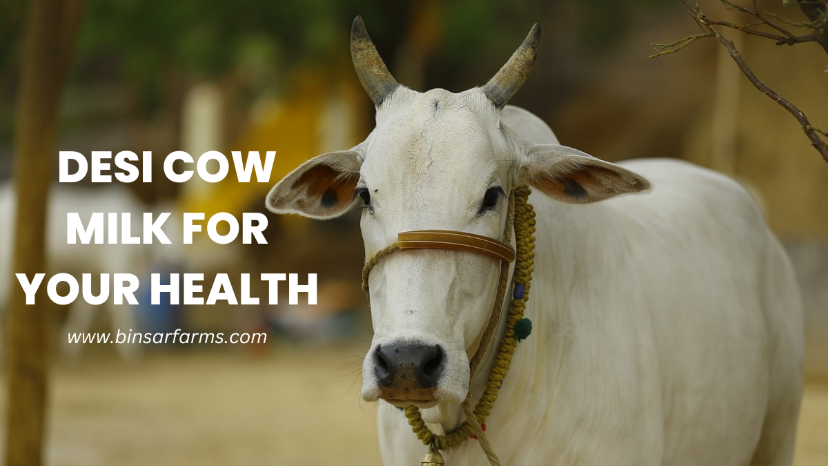 Desi Cow Milk for Your Health